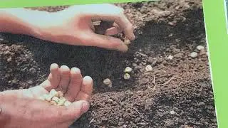 Plant life cycle song
