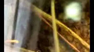 Ahaetulla mycterizans catching a fish