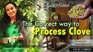 How to process Clove