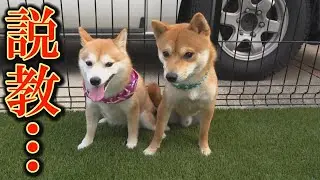 危険行動を叱ると、「落ち着いて！」と飼い主をなだめてくる柴犬が可愛すぎました。