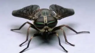 Why are horseflies so aggressive? Why do horsefly bites hurt so much? Do horseflies actually bite?