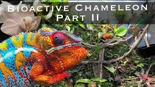 Bioactive Panther Chameleon Vivarium Part II - Two Years Later