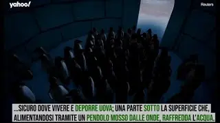 Penguin Protection System