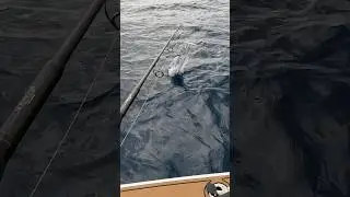 Massive topwater STRIKES!!!!