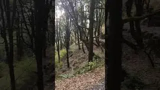Walking inside Binsar Wildlife Sanctuary | Uttarakhand | India | 2024  #binsar #kumaon #jungle