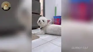 Funny ANIMALS videos 😂 | Funniest Cats and Dogs 2025 🐶😼 Part 44