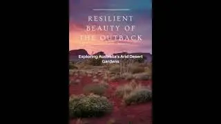 Resilient Beauty of the Outback: Exploring Australia's Arid Desert Gardens - Jacklyn Neal