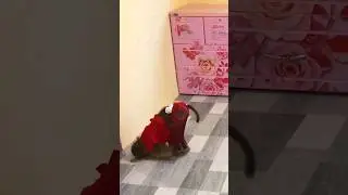 Cute Monkey 🐒 #trending #youtubeshorts #funny #viral #shorts #monkey @PetZoo840