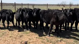 Taking Calves to the Sell Barn