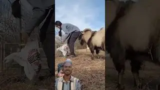 Bakea kar rha hai majak😜#dwarfgoats #sheep