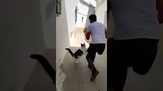 Found the Toughest Bouncer in Madrid マドリードの路地裏に「最強の門番」いたｗｗ🐈🥊 #Shorts #マドリード #猫パンチ #madrid #catpunch
