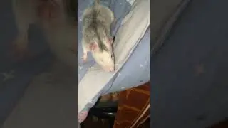 #животные #funnyrat #funny #petrat #крыса #rat #хомяк #slowed #прикол #shorts