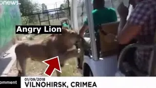 Wild Lion Attacks Group Of Tourists?? (Reaction)