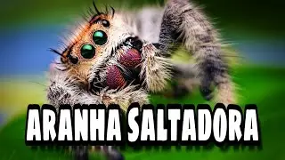 ARANHA SALTADORA