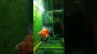 ryukin high quality goldfish