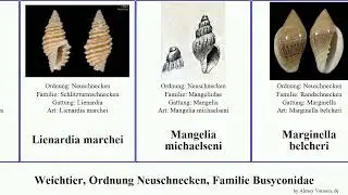 Weichtier, Ordnung Neuschnecken, Familie Busyconidae buchema mitra nassarius marginella minor