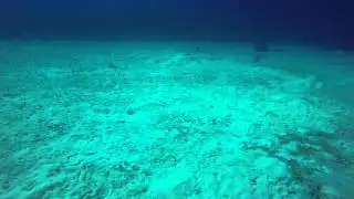 Dual Hogfish swim by