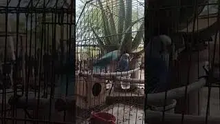 Nuestra perica coqueteando con un baile a su novio el perico 🦜😂🫣#pericosaustralianos #baile