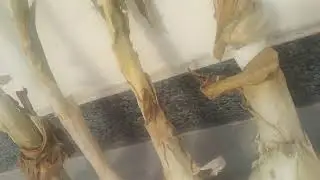 G1 Garlic fresh seed