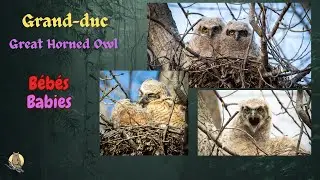 Grand-duc nidification