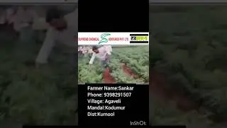 Supergro Chilli Special తో అధిక పంట పెరుగుదల మరియు పూత అభివృద్ధి #chillicrop #chillifarming