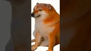 WHAT THE DOG DOIN #fallout #fallout4 #fyp