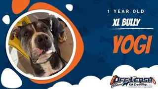 1 Year Old XL Bully | Best Bully Training | Off Leash K9 | Board & Train | Oklahoma