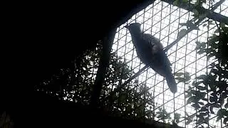 Corobero o Violaceous Jay.