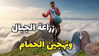  كيف زرعت الشعير فوق السحاب وزاوجت أغلى أنواع الحمام بعد محاولة فاشلة للصقر🦅 🏔️❤️