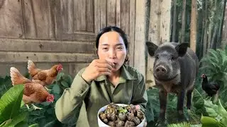 Vietnamese Girl Climbs the Mountain to Catch Wild Snails, Cook Traditional Forest-Style Snail Dish