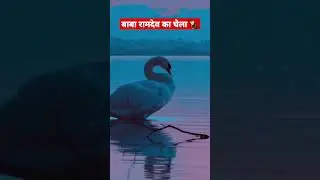 दुर्लभ हंस का सूर्य नमस्कार 🙏||#shorts #viralshorts #goodvibes #youtubeshorts
