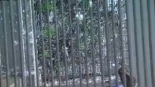 Two Will Fledge and One Will Be Left Behind