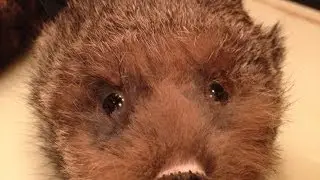 ~サギーとらっきー&hearts;~  　Saggyのマジック？