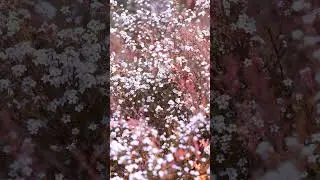 nature sound