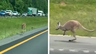 Loose Kangaroo Caused Car Crash on Alabama Interstate Before Being Tranquilized