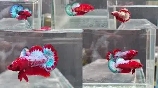 Hellboy betta pairs for sale தமிழ் | Shipping all over India | Ready to breed don't miss it