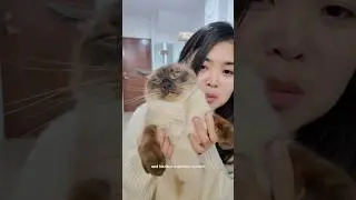 what my cat eats in a day &hearts;️ #cat