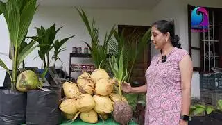 തെങ്ങിൻ തൈകൾക്ക് ഗ്യാരൻ്റി കാർഡ് 