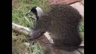 Roleystone   Escape to the Bush   Western Australia - no audio