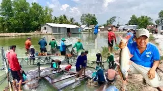Process Harvest Basa Fish in Farm of Vietnamese Go Export To America - Cooking For Lunch Basa Fish