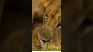 lioness birth cubs#animals#shorts#youtubeshorts