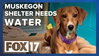 Big Lake Humane Society struggles without water, seeks donations