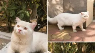 Leo &ndash; The Royal Persian Cat 👑🐱