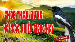 Ch&ograve;e Than H&oacute;t Chuẩn GIỌNG N&Uacute;I RỪNG ll Luyện giọng ch&ograve;e than H&Oacute;T HAY MỖI NG&Agrave;Y Ch&ograve;e than h&oacute;t