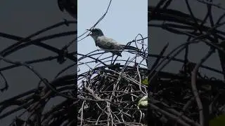 Tropical Mockingbird (Mimus gilvus gilvus) singing, from French Guiana #birdsong #bird #song