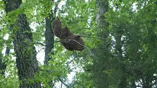 Bee Swarm!!  #bees #bee #subscribe #swarm #swarms #farm #farmlife #beekeeper #beecraft #animal