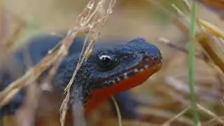 The alpine newt (Ichthyosaura alpestris)  shot on om system om1