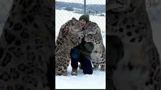 A rare sight from the heart of Centrap Asia #shorts #snowleopard #centralasia