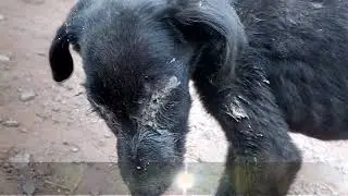 Even I want a name | A Song of a Street Dog