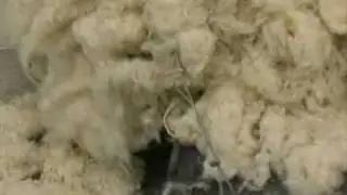 Sheepshagger